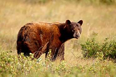 Black bear (Ursus americanus), Waterton Lakes National Park, Alberta, Canada, North America