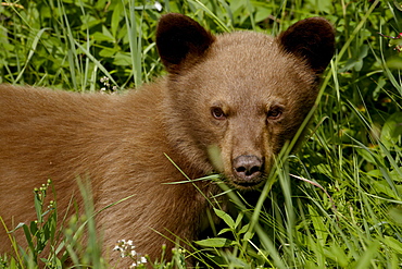 Black bear (Ursus americanus) cub, Waterton Lakes National Park, Alberta, Canada, North America