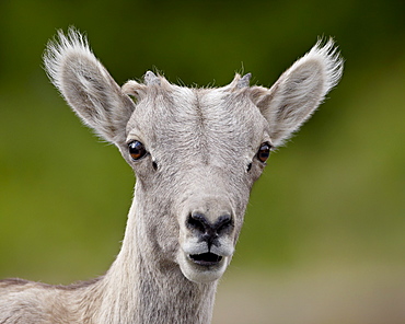 Bighorn sheep (Ovis canadensis) lamb, Waterton Lakes National Park, Alberta, Canada, North America