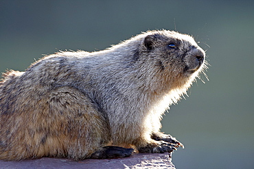 Hoary marmot (Marmota caligata), Glacier National Park, Montana, United States of America, North America