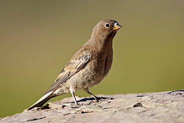 Juvenile gray-crowned rosy-finch (Leucosticte tephrocotis), Glacier National Park, Montana, United States of America, North America