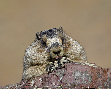 Hoary marmot (Marmota caligata), Glacier National Park, Montana, United States of America, North America