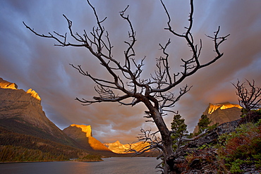 Bare tree at sunrise, St. Mary Lake, Glacier National Park, Montana, United States of America, North America