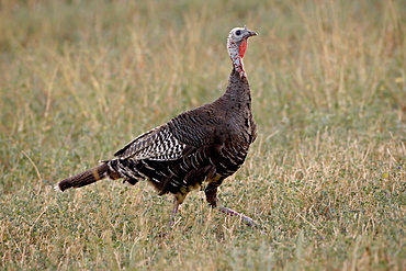 Wild turkey (Meleagris gallopavo) hen, Stillwater County, Montana, United States of America, North America