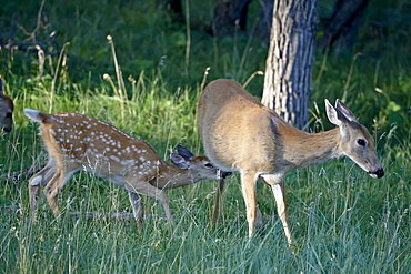 Whitetail deer (Odocoileus virginianus) fawn trying to nurse, Devil's Tower National Monument, Wyoming, United States of America, North America