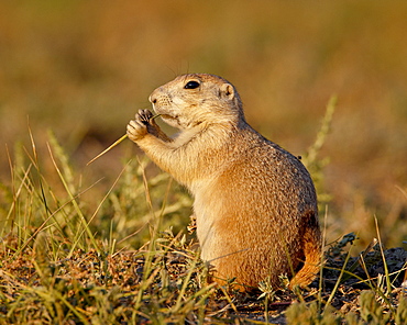 Blacktail prairie dog (Cynomys ludovicianus) eating, Wind Cave National Park, South Dakota, United States of America, North America