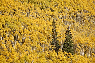 Two evergreen trees among yellow aspen trees in the fall, White River National Forest, Colorado, United States of America, North America