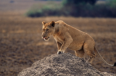 Lion (Panthera leo) on termite mound, Queen Elizabeth National Park, Uganda, East Africa, Africa