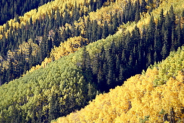 Layers of yellow aspen and evergreen in the fall, White River National Forest, Colorado, United States of America, North America