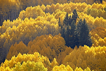 Yellow aspens and evergreens in the fall, Grand Mesa-Uncompahgre-Gunnison National Forest, Colorado, United States of America, North America