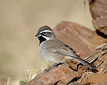 Black-throated sparrow (Amphispiza bilineata), Rockhound State Park, New Mexico, United States of America, North America