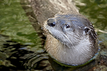 Captive river otter (Lutra canadensis) swimming, Arizona Sonora Desert Museum, Tucson, Arizona, United States of America, North America