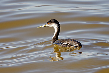 Western grebe (Aechmophorus occidentalis) floating, Sonny Bono Salton Sea National Wildlife Refuge, California, United States of America, North America