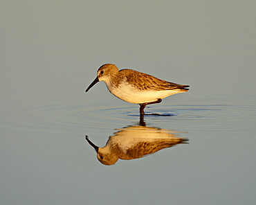 Semipalmated sandpiper (Calidris pusilla) wading while feeding, Sonny Bono Salton Sea National Wildlife Refuge, California, United States of America, North America