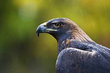 Golden eagle (Aquila chrysaetos) in the rain, in captivity, Boulder County, Colorado, United States of America, North America