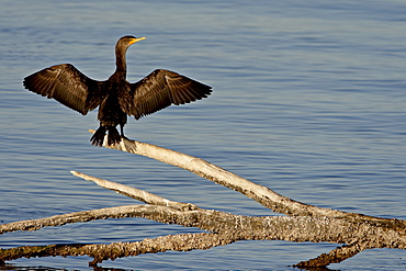 Juvenile double-crested cormorant (Phalacrocorax auritus) spreading its wings to dry, Sonny Bono Salton Sea National Wildlife Refuge, California, United States of America, North America