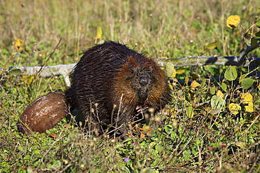 Captive beaver (Castor canadensis), Minnesota Wildlife Connection, Sandstone, Minnesota, United States of America, North America