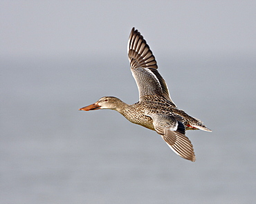 Northern Shoveler (Anas clypeata) hen in flight, Antelope Island State Park, Utah, United States of America, North America