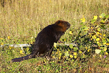 Captive beaver (Castor canadensis) standing by a downed tree, Sandstone, Minnesota, United States of America, North America