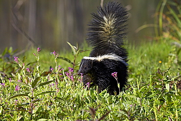 Striped skunk (Mephitis mephitis) with tail up, Minnesota Wildlife Connection, Sandstone, Minnesota, United States of America, North America