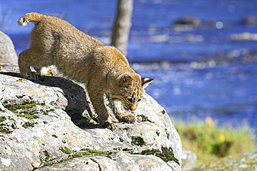 Young bobcat (Lynx rufus) in captivity, Minnesota Wildlife Connection, Sandstone, Minnesota, United States of America, North America