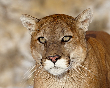 Mountain Lion (Cougar) (Felis concolor) in captivity, near Bozeman, Montana, United States of America, North America