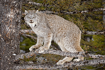 Canadian Lynx (Lynx canadensis) in a tree, in captivity, near Bozeman, Montana, United States of America, North America