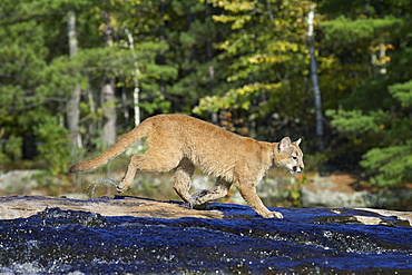 Captive mountain lion (cougar) (Felis concolor) crossing a stream, Minnesota Wildlife Connection, Sandstone, Minnesota, United States of America, North America