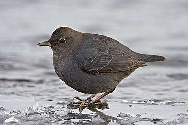 American dipper (water ouzel) (Cinclus mexicanus) standing on ice, Yellowstone National Park, Wyoming, United States of America, North America