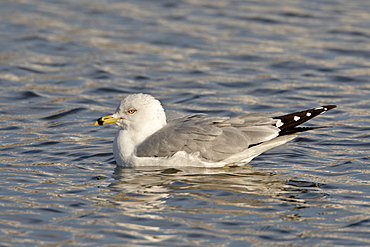 Ring-billed gull (Larus delawarensis) on the water, Farmington Bay, Utah, United States of America, North America