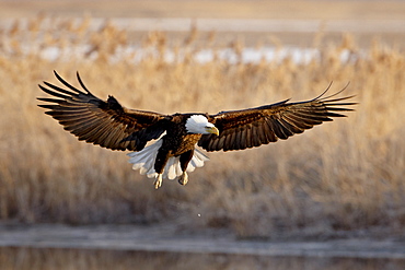 Bald eagle (Haliaeetus leucocephalus) in flight on final approach, Farmington Bay, Utah, United States of America, North America