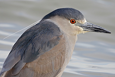 Black-crowned night-heron (Nycticorax nycticorax), Bear River Migratory Bird Refuge, Utah, United States of America, North America