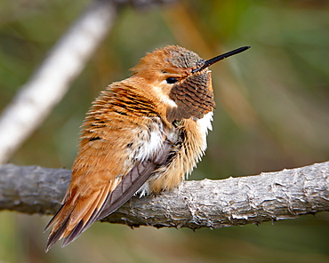 Rufous hummingbird (Selasphorus rufus), near Nanaimo, British Columbia, Canada, North America