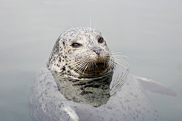 Harbor seal (Phoca vitulina), near Victoria, British Columbia, Canada, North America