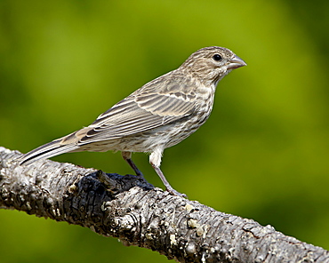 Female house finch (Carpodacus mexicanus), near Saanich, British Columbia, Canada, North America