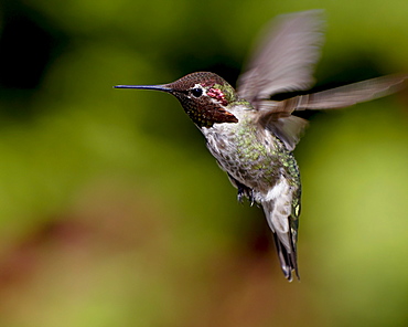 Anna's hummingbird (Calypte anna) hovering, near Saanich, British Columbia, Canada, North America