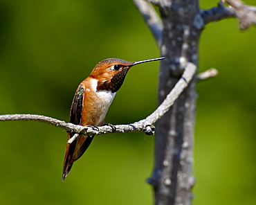 Rufous hummingbird (Selasphorus rufus), near Saanich, British Columbia, Canada, North America