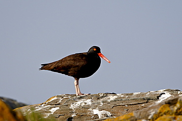 American black oystercatcher (black oystercatcher) (Haematopus bachmani), Mandarte Island, British Columbia, Canada, North America