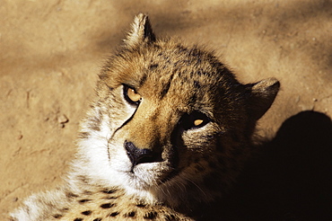 Cheetah (Acinoyx jubatus) in captivity, Oudtshoorn, South Africa, Africa