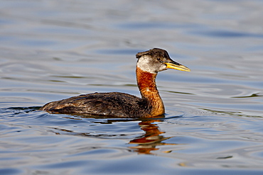 Red-necked grebe (Podiceps grisegena), Wasilla, Alaska, United States of America, North America