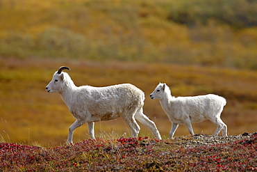 Juvenile Dall Sheep (Ovis dalli) and lamb among fall color, Denali National Park and Preserve, Alaska, United States of America, North America