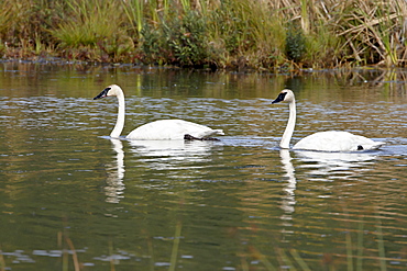 Trumpeter swan (Cygnus buccinator) pair, Potter Marsh, Alaska, United States of America, North America