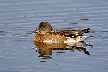 Female American Wigeon (American Widgeon) (Baldpate) (Anas americana), Potter Marsh, Alaska, United States of America, North America