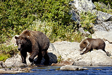 Grizzly bear (Ursus arctos horribilis) (Coastal brown bear) sow and spring cub walking along a stream, Katmai National Park and Preserve, Alaska, United States of America, North America