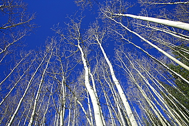 Looking up at bare aspen trunks, near Silver Jack, Uncompahgre National Forest, Colorado, United States of America, North America