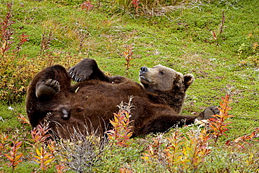 Grizzly bear (Ursus arctos horribilis) (Coastal brown bear) reclining, Chenik Lake, Katmai Peninsula, Alaska, United States of America, North America