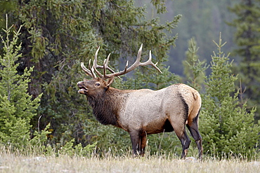 Bull elk (Cervus canadensis) demonstrating the flehmen response during the rut, Jasper National Park, UNESCO World Heritage Site, Alberta, Canada, North America