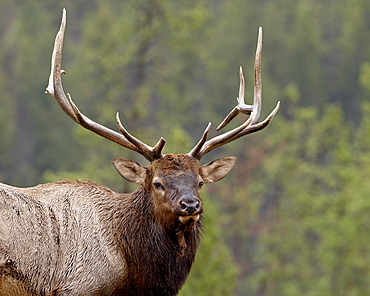 Bull elk (Cervus canadensis), Jasper National Park, Alberta, Canada, North America