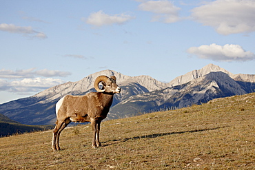 Bighorn sheep (Ovis canadensis) ram in its environment, Jasper National Park, UNESCO World Heritage Site, Alberta, Canada, North America