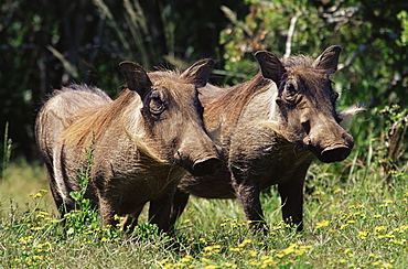 Warthogs (Phacochoerus aethiopicus), Addo Elephant National Park, South Africa, Africa